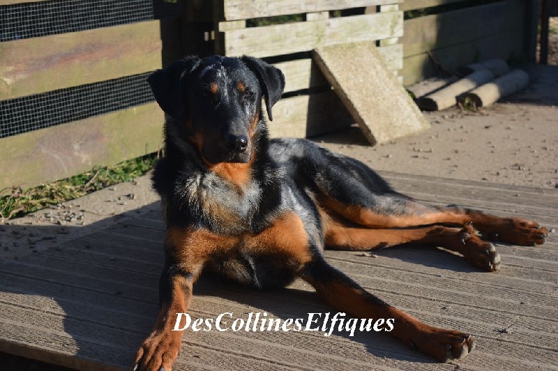 Lexya blue Des Collines Elfiques