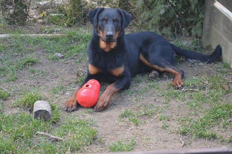 Lenox Des Collines Elfiques